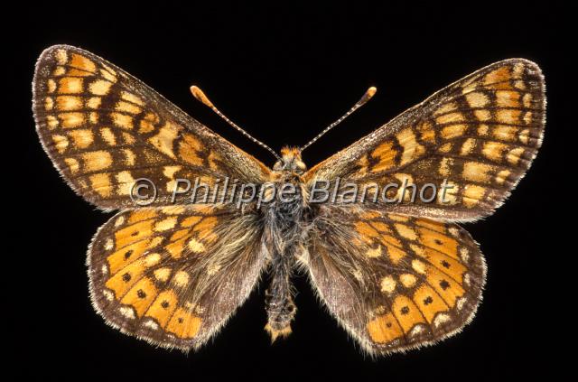 euphydryas aurinia.JPG - Euphydryas auriniaDamier de la SucciseMarsh fritillaryLepidoptera, NymphalidaePapillon protégé en France